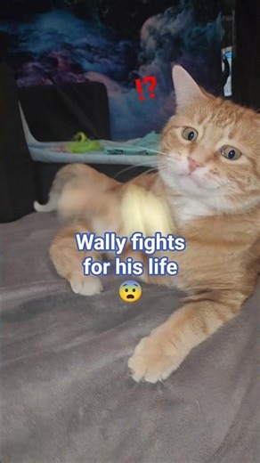 Orange strategy quite brilliant🤔