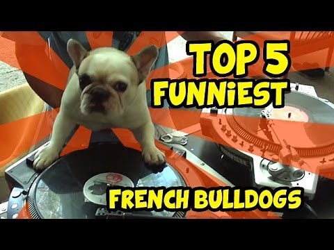 TOP 5 OF THE BEST FRENCH BULLDOG VIDEOS