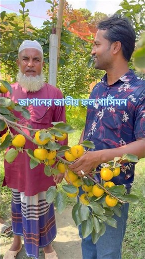 Persimmon cultivation guide #viral #agrifuture #viralvideo #funny #farming #agriuniversity #agric...