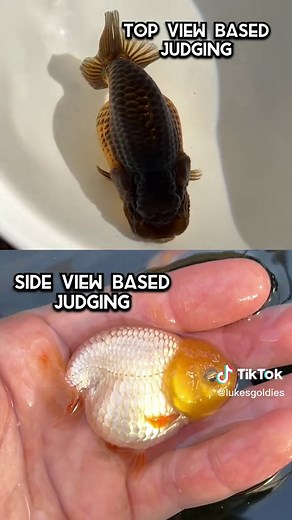 Top View vs Side View Ranchu: Understanding the Breeding Standards