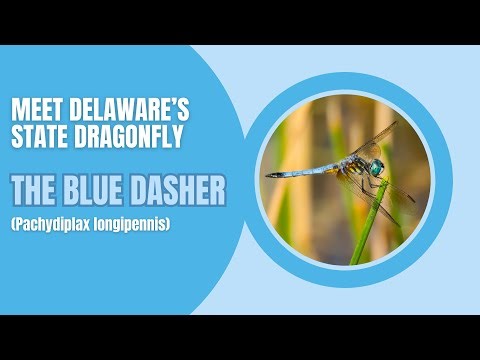 Small but Mighty Delaware’s Blue Dasher