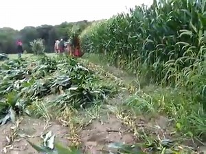 208K views · 58 reactions | Amish Farm Corn Harvest | Extreme Machines | Facebook