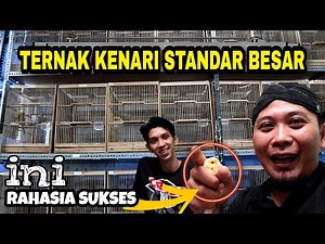 Burung ini penyebab bisa Sukses Ternak Kenari YS, F1, F2 ( STANDAR BESAR )
