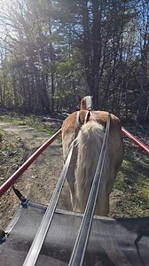 Driving training with Nate last night on one of our tracks 🥰 #haflinger #gelding #drivinghorse #workinghorse #workhorse #horsetraining | Mills Professional Services at One Ton Horsemanship