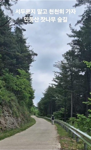 발구덕에서 민둥산 가기 전 잣나무 숲길 임도를 지나며, 산딸기도 따먹고, 오디도 따먹고^^*