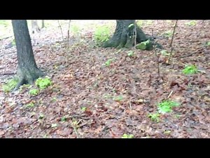 How to catch a tree frog