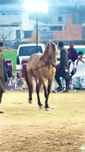 🐎 This Dancing Horse Stole the Show! | The Most Talented Horse You'll See Today