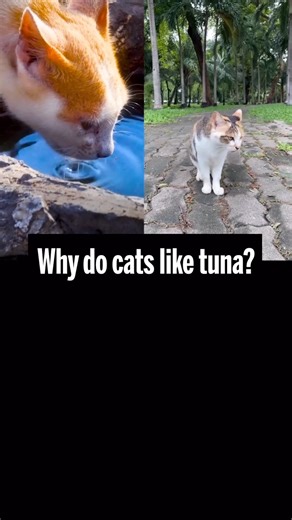 49K views · 360 reactions | A 2023 study identifies taste receptors that give our feline friends a craving for meat—and one fish in particular. Learn more on #RespectYourCatDay: https://scim.ag/4iBAgpS | Science | Facebook