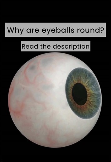 Eyeballs are round because that shape is the most efficient for vision. A curved, spherical structure bends and focuses light evenly onto the retina, giving clearer images than a flat or angled shape would. Being round also helps the eye withstand internal pressure, protects delicate tissues, and allows smooth movement in every direction — something other shapes wouldn’t do as well. #IslandEyeCare #Eyeball #DryEye #DryEyeTreatmentCenter #VictoriaBC