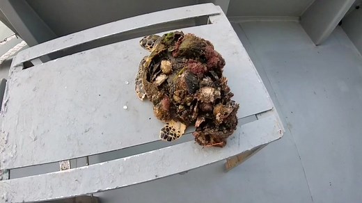 Rescue Sea Turtle Removing Barnacles From Poor Sea Turtle#animals #nature #turtles #ocean #asmr #decompress