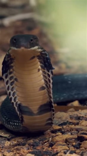 Could you stay that calm facing a cobra?
