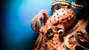 In 'Soul Of An Octopus,' An Invertebrate Steals Our Hearts