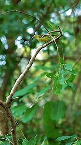 201K views · 1.2K reactions | Mikat burung masteran #reels #burung #burungkicau #burungmasteran #bird | Pajen channel | Facebook