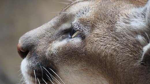 Cougar: Key Facts — Forest Wildlife