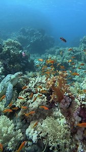 A little flipper wave, just to say hello 👋 Ms Turtle sends her greetings from the Red Sea… are you coming to say hi in person? Book your next dive with us 📩 info@cameldive.com DM @camel_dive_club 🌐 cameldive.com #HelloFromTheRedSea #TurtleVibes #CamelTribe #CamelDiveClub | Camel Dive Club & Boutique Hotel