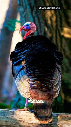 Ocellated Turkey: The Most Colorful Turkey 🦃🌈 #facts #wildlife #animals