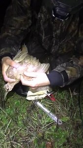 95K views · 688 reactions | Baguage d'une Bécasse Isabelle ... Une vidéo de la capture faite en baguage d'une magnifique bécasse isabelle réalisée par notre bagueur Jérémie Piedebout. Baguage réalisée en Isère. | Club National des Bécassiers | Facebook