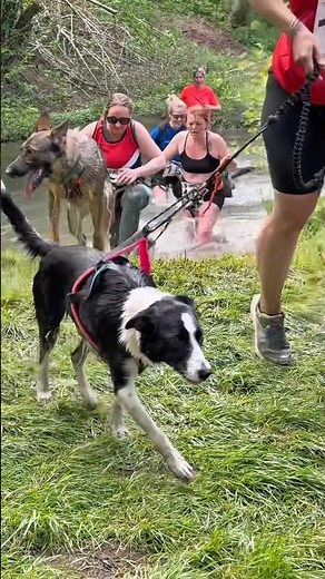 The different breeds of dogs in Canicross! 🐕 What is your dog's breed? #canicross