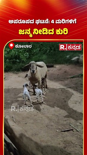 Sheep Gives Birth to 4 Lambs: ಅಪರೂಪದ ಘಟನೆ: 4 ಮರಿಗಳಿಗೆ ಜನ್ಮ ನೀಡಿದ ಕುರಿ
