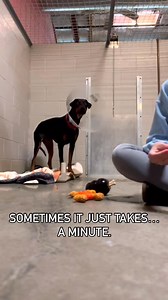 This is your reminder to give shy dogs a chance!🩷🐾 #sacspca #sacramentospca #shelterdog #shelterdogs #doberman #dobie #adopt #adoptdontshop #shydog #animalsheltering | Sacramento SPCA