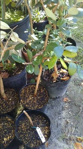 フェイジョアの確実な増やし方 取り木 発根したら鉢に植えるよ アポロ×3 トラスク×1