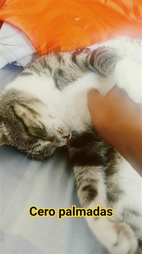 cero palmada mentira me engañó gato perro😿