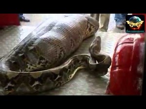 Python eats drunk man alive in India
