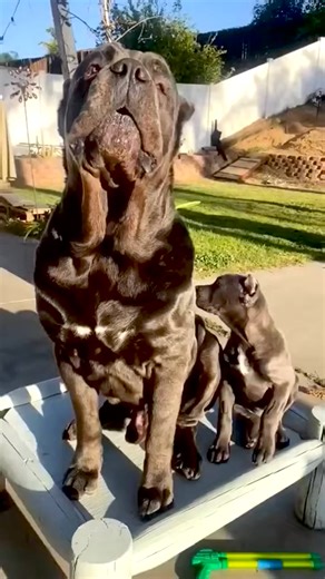 2.4M views · 63K reactions | Mom teaches me (how to bark)  #canecorso #dogsofinstagram #dog #canecorsopuppy #mastiff #italianmastiff #dogs #canecorsoofinstagram #canecorsoitaliano #puppy #pitbull #canecorsolove #canecorsolife #canecorsolovers #canecorsofans #canecorsomania #rottweiler #puppiesofinstagram #puppies #doberman #canecorsomastiff #feature #puppylove #canecorsolover #dogstagram #mastiffsofinstagram #canecorsosofinstagram #dogoftheday #presacanario #love | Master Corso | Facebook