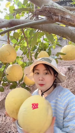 How Fruits & Vegetables Are Harvested | Silent Farming Education #education