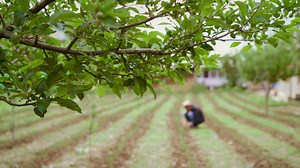 How robots and AI are changing farming