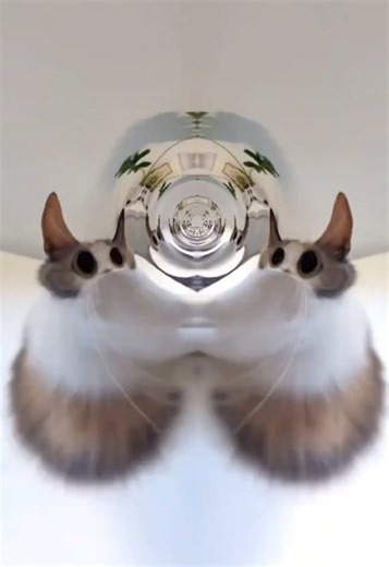 meep together #meepcat #meme #cat | cats