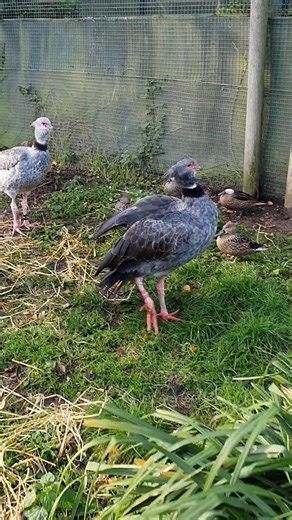 Have you ever heard a screamer, scream? Our Living Collections team recorded this pair of Southern Screamers making their calls which can be heard from afar. You may have heard them as you've been walking around Martin Mere and wondered what it was. Well now you know! | WWT Martin Mere Wetland Centre
