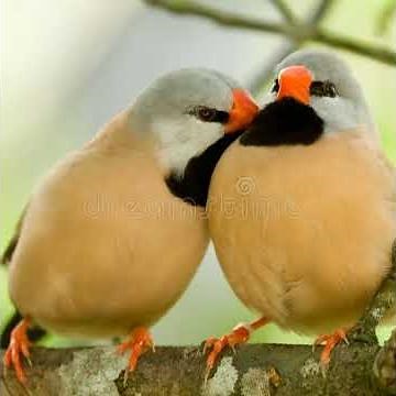 Top 10 most beautiful amazing birds of Italy.