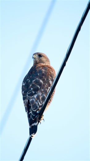 Calm and confident — a red-shouldered hawk perched roadside, taking in its surroundings. 🦅✨ . . . . . #RedShoulderedHawk #BirdsOfPrey #WildlifePhotography #NatureBrilliance #BirdWatching #RaptorLove #ExploreWildlife #NatureLovers #WildlifeSeekers #PlanetEarth #EarthFocus #OutdoorVibes #NaturePerfection #WildlifeOfFacebook Northern Virginia Bird Club Northern Virginia Bird Alliance | Wings and Feathers Photography