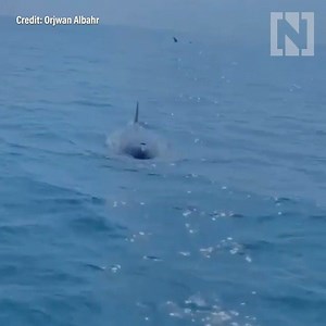 Saudi fishermen film killer whale eating dolphin in the Red Sea | The National