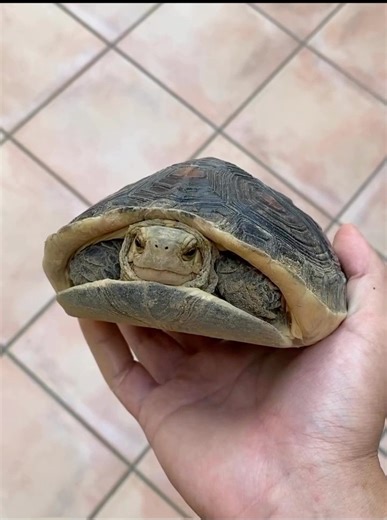 349K views · 10K reactions | Peekaboo | Tucker The Tiny Tortoise | Facebook