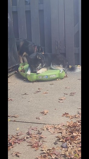 spying on them so they act natural. Fenrir pulled his pool back out! | Stormy and Fenrir Tails