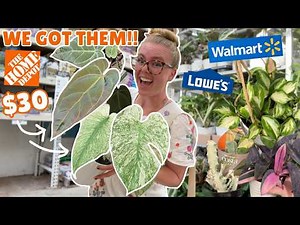 RARE White Monster at Home Depot 😱 NEW $30 houseplant finds at big box stores 🫡🕵️‍♀️