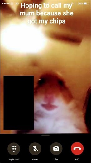 hamster is calling me help