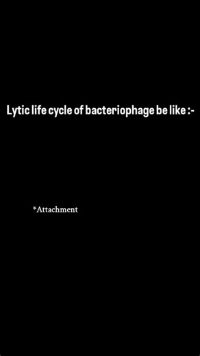 @i.m_biomed.deep4 on Instagram: "Bacteriophage are virus which attacks on bacteria 🦠 and rely for their viral replication on host i.e. bacteria molecular mechanisms. This is known as lytic life cycle of bacteriophage which includes steps like:- 1. Attachment to host i.e. bacteria body. 2. Penetration into host body. 3. Transfer of genetic material of virus i.e viral DNA. 4. Host mechanism control and start replication of new millions of progeny. #fypシ❤️💞❤️ #memes #viralreels #virology #microbi