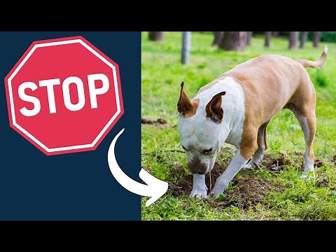 Best Ways to Stop My Dog From Digging