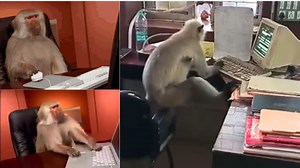 Watch: ‘Monkey On Computer’ Meme Gets Real In West Bengal