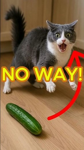 Cat vs Cucumber — Instant Chaos #short #funnycat #catshorts
