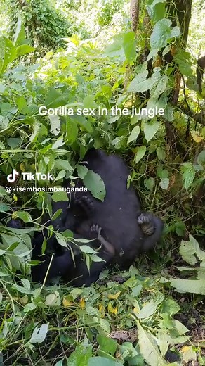 Understanding Gorilla Mating Habits and Reproduction