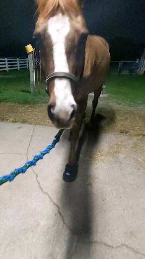 Bella_Blue_Bully (@bella_blue_bully)’s videos with Magic shoes x passion pit - Byron