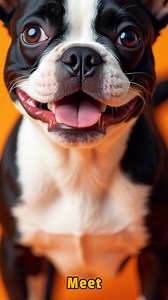 9.8K views · 429 reactions | Meet the Boston Terrier, a charming and lively companion known for its amiable nature. #bostonterrier #bostonterriers | We Love Boston Terriers | Facebook