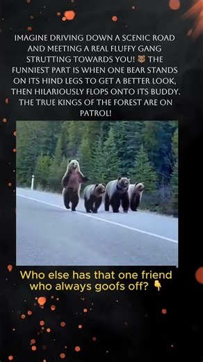 Bear Gang on the Road