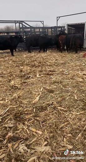 Nebraska border collie on TikTok