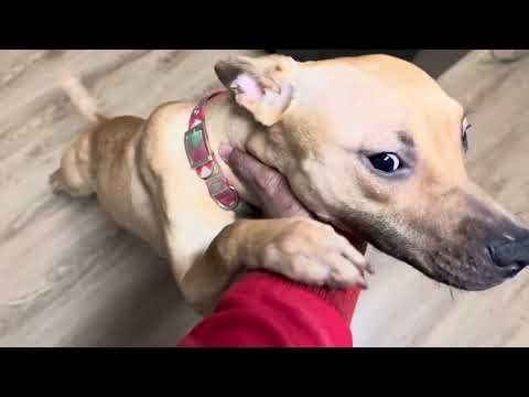 new apbt program with purebred American pitbull terriers. #gamebred #apbt #