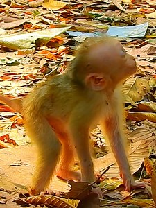 7.3K views · 117 reactions | Cute Mollie talk&talk ask cameraman if find her Mother? Smart Mom hide teach baby to walk #beautiful #monkeydluffy #monkeycute #babymonkey #monkeyface #lovely #monkey #cute #animals #animalsbaby #poormonkey #monkeycry #funny #funnyvideo #cuteanimals | MonkeyLily Family | Facebook